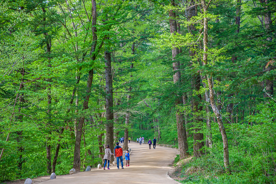 A trail lined by fir trees near Woljeong Temple in Mount Odae National Park in Pyeongchang County, Gangwon. [BAEK JONG-HYUN]