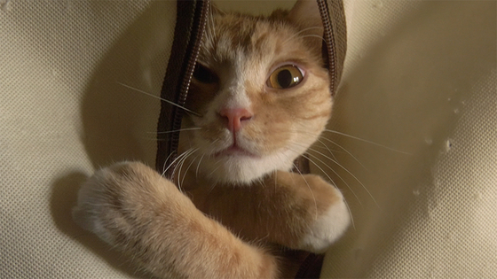 Photo of Lenny, Lee's cat who once suffered from pneumonia and has a hoarse voice. [M&CF, INDIESTORY] 