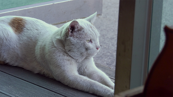 This is Jopok, the feisty fighter in Hyoja Village but a softy for his crush, Red. [M&CF, INDIESTORY] 