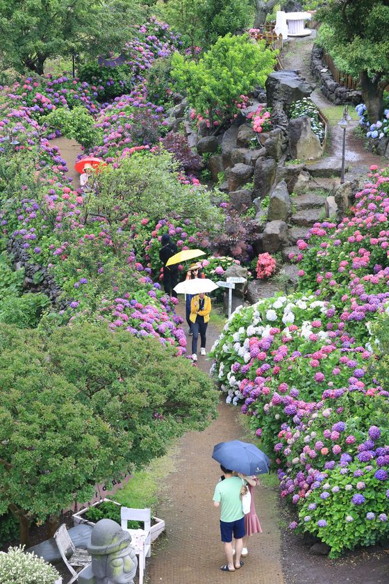 Tourists hold up umbrellas in a garden cafe in Jeju on Wednesday, as rainy season began in the southern island. [YONHAP]