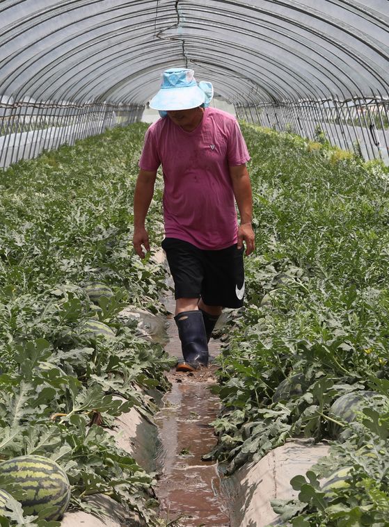 A farmer in Wanju county, North Jeolla walks through a flooded watermelon patch on Monday. Due to the heavy downpour in the southern regions over the weekend, many farms faced crop damage. Precipitation over the weekend in Wanju totalled 178.7 millimeters, while in Iksan in the same province it was 154.5 millimeters and in Jeonju it was 107.4 millimeters. [YONHAP]