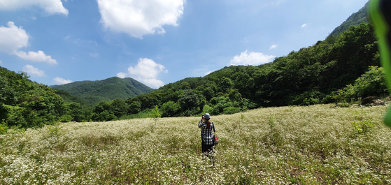 A field covered in wild flowers by Gallon Valley. [LIETTO]