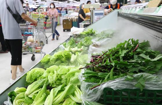 Leafy greens are displayed on the refrigerated shelves of a discount store in Seoul Sunday. The continued heavy rain in Korea is pushing vegetable prices up. The wholesale price of leafy greens, such as cabbage, lettuce and spinach, spiked by 60 to 107 percent compared to last month, according to the Korea Agro-Fisheries & Food Trade Corporation on Aug. 6. [YONHAP]