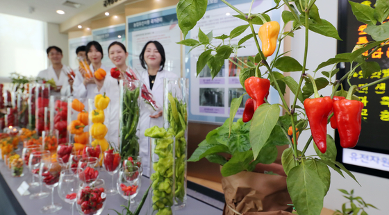 Researchers present the genomic resources of 448 chili peppers from 41 countries on Wednesday, including the world’s spiciest chili pepper, Carolina Reaper, from the United States. An appraisal of genomic resources inside the chili was held at the RDA-Genebank Information Center of the National Agrobiodiversity Center in JeonBuk Innovation City, North Jeolla.  [YONHAP] 