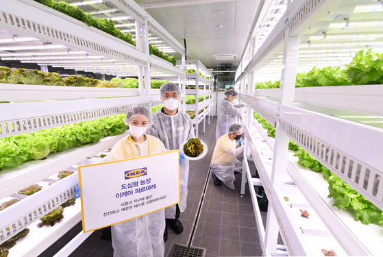 Employees promote IKEA Farmare, an urban vegetable farm demonstrated by IKEA for the first time globally at its Gwangmyeong branch in Gyeonggi. [IKEA KOREA]