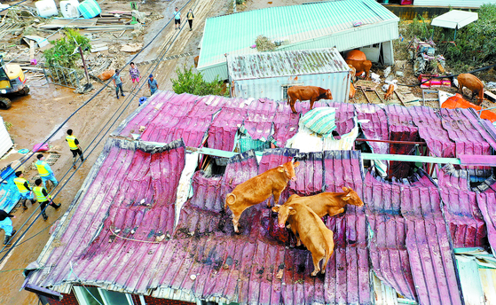 A herd of cattle is seen on the roof of a house in rural Gokseong, South Jeolla, in early August after a tributary of the Seomjin River flooded after a typhoon hit the region. [YONHAP]