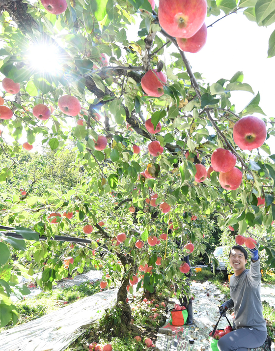 The head of Geochang Apple, a farm in Geochang County in South Gyeongsang, on Monday harvests ripe hongro apples, which are in season before the Chuseok holiday. [YONHAP] 