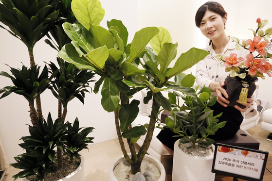 A model shows off plants including Clusia and oak trees at Galleria Department Store in Gangnam District, southern Seoul, on Thursday. The plants are available as Chuseok gifts this year. [YONHAP]