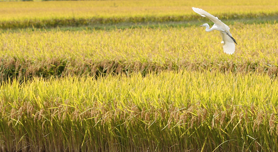 A white heron flies over a rice paddy in Chuncheon, Gangwon, on Monday. Rice prices have increased as supplies are expected to drop due to a series of typhoons that hit the country last month. The average wholesale price for 20 kilograms (44 pounds) of rice hit this year's record in September, reaching 50,687 won ($43.55). [YONHAP]