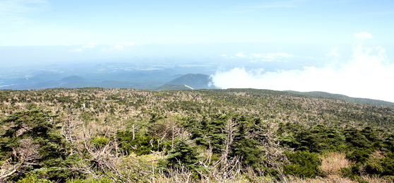Korean firs growing at an altitude of 1,800 meters (5,906 feet) on the Seongpanak Trail on Mount Halla on Jeju Island are dying en masse as seen in August this year. [JO HYUN-WOO]