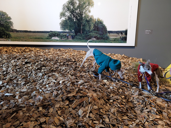 Dogs Sedong, left, and Sesang walk on a hill installed by landscape architect Smooth Yoo as part of the "A Museum for All, a Museum for Dogs" exhibition at MMCA Seoul on Monday. [MOON SO-YOUNG]