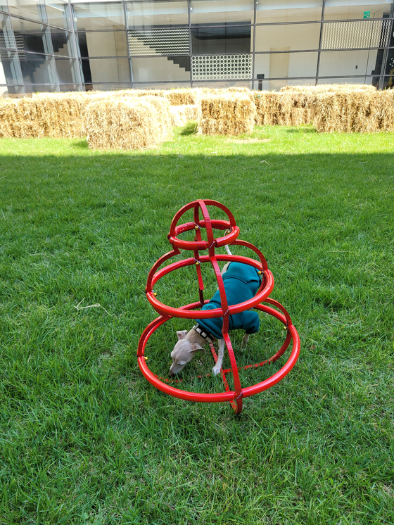 Sedong plays with a piece by artist Kim Yongkwan during the preview of "A Museum for All, a Museum for Dogs" exhibition at MMCA Seoul on Monday. [MOON SO-YOUNG]