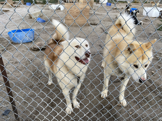 Dogs in Kangerlussuaq in Qeqqata spend more and more time tied up as dog sledding season gets shorter due to warmer weather and melting ice. [KIM IN-SOOK]
