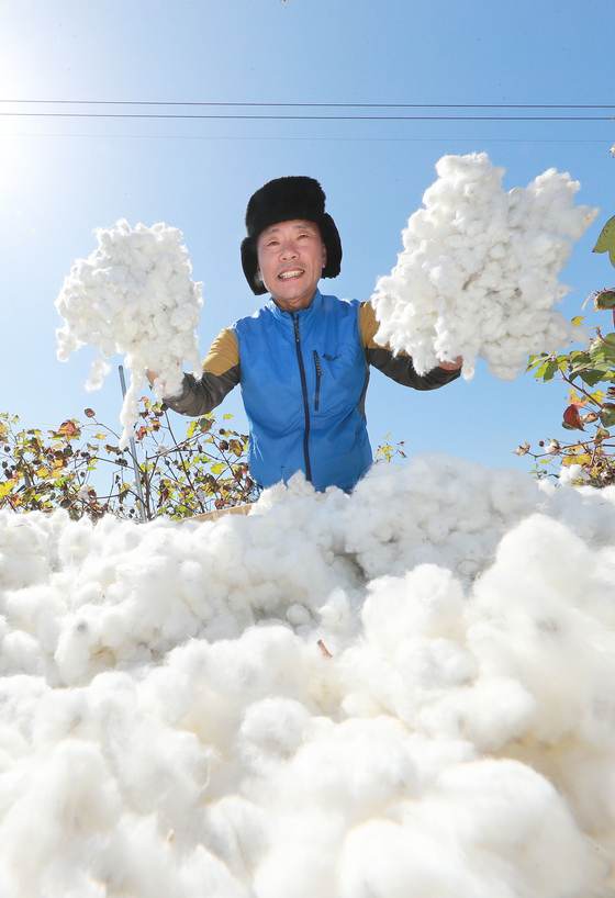 A representative of a cotton company on Monday cultivates cotton from a field in Gaepyoung Hanok Village in South Gyeongsang. [YONHAP] 