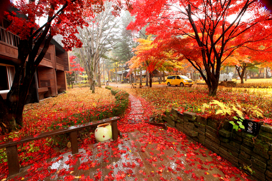 [NAMI ISLAND]