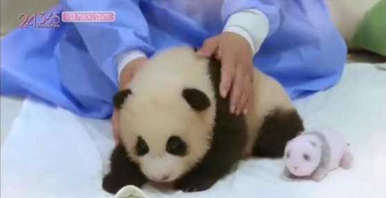 One member of Blackpink touches a baby panda with her bare hands. [WEIBO]