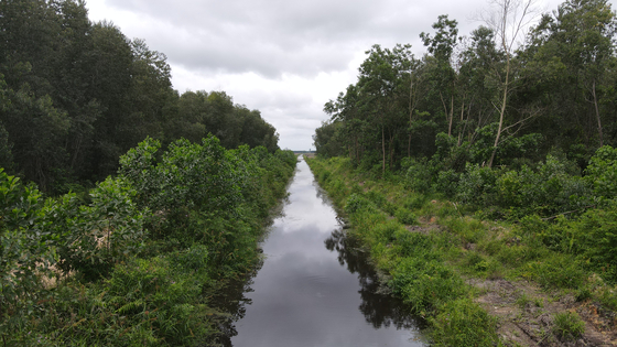 Peatland in Indonesia [KOREA FOREST SERVICE]