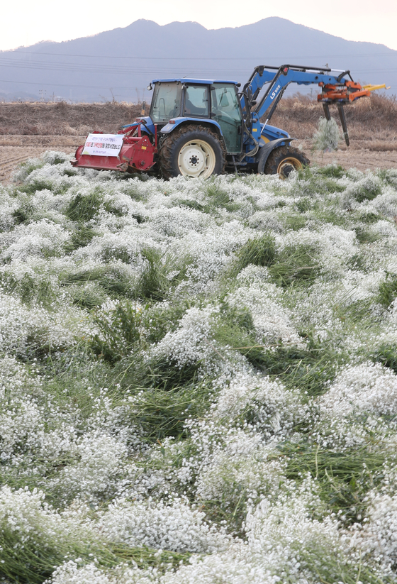 A floriculture farmer on a tractor destroys baby's-breath flowers in a field in Changwon, South Gyeongsang, on Thursday. Prices of the flowers plunged as demand drastically dropped as graduation and entrance ceremonies have been canceled or conducted online. [YONHAP]