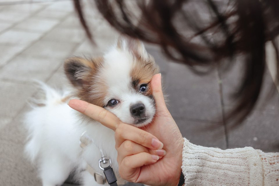 Hantol, a 10-month-old Pompitz — a Spitz, Pomeranian mix — owned by 24-year-old Kim Ji-min. [KIM JI-MIN]
