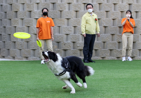 A dog plays at Anian Park in Ulsan. [NEWS1]