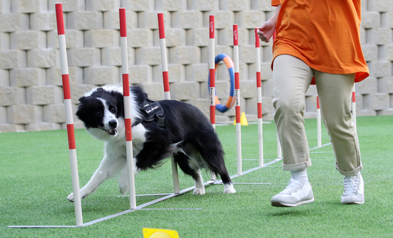 Dogs play freely at Anian Park in Ulsan. The opening of the center in September was part of the city's attempt to make itself pet-friendly for locals and visitors. [NEWS1]