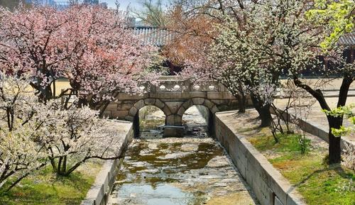 This file photo provided by the Cultural Heritage Administration Royal Palaces and Tombs Center shows spring flowers at Changgyeong Palace in Seoul. [YONHAP]