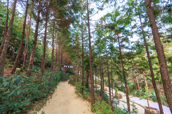 A trail at Napory Farm in Tongyeong, South Gyeongsang, is covered with cypress sawdust. [LIETTO]