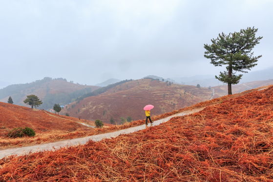 Hills covered in gosari, or brachekn, in Namhae County, South Gyeongsang, is now red before new buds bloom. [LIETTO]