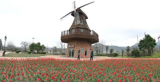 Tulips abloom near a museum set up in remembrance of Hendrik Hamel in Gangjin County. The location is close to where Hamel is thought to have lived in South Jeolla. [GANGJIN COUNTY OFFICE]