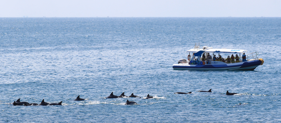 A group of Indo-Pacific bottlenose dolphins passes a tourist ship in coastal waters near Daejeong-eup, Seogwipo, Jeju Island, amid sunny weather on Monday. [YONHAP]