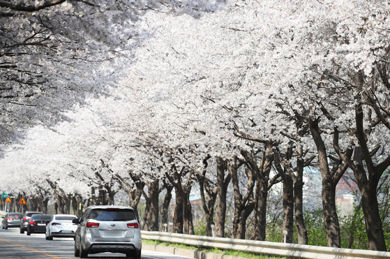 Cars drive along a cherry blossom-canopied road in Yeoju, Gyeonggi, on Tuesday. Yeoju city government announced Tuesday it will hold a drive-through cherry blossom festival from Friday through Sunday, instead of a walk-in festival. [YONHAP]