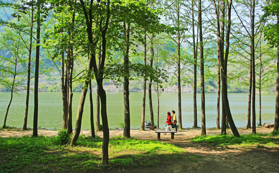 The landscape of Nami Island, which is widely enjoyed by visitors in spring, plays host to the biannual Nami International Children's Book Festival in May. [NAMI ISLAND]