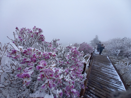 Azalea flowers are covered in snow on a peak in Mount Jiri in Gurye County, South Jeolla, on Sunday. It is the third time snow has fallen in May in South Korea since 1971, when the weather agency began to track snowfall. There was heavy snowfall in some mountainous areas in Gangwon Province on Saturday and Sunday. [NEWS1]
