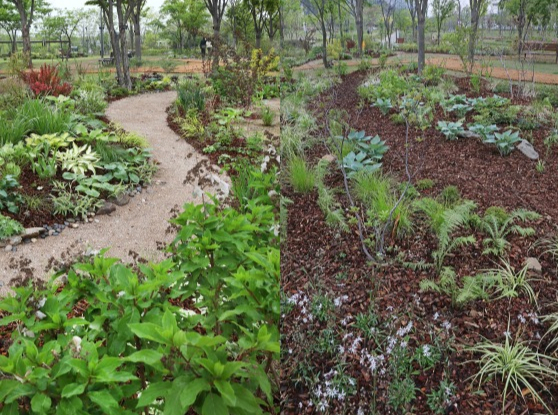 Gardens that showcase partial shade and full-shade grasses and flowers opened to the public over the weekend at the Seoul Botanic Park in western Seoul. [PARK SANG-MOON]