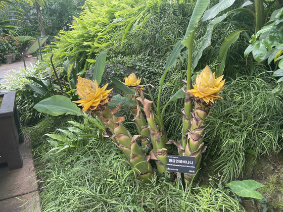 Exotic plants in the Four Seasons Exhibition Greenhouse at the Sejong National Arboretum [LEE SUN-MIN]