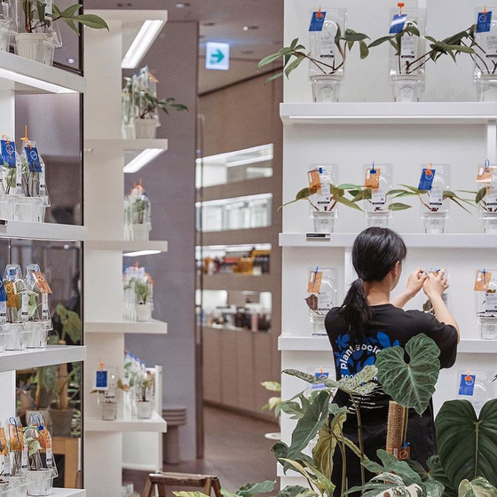An employee arranges plants at Plant Society 1's pop-up store in Boon the Shop's Cheongdam branch in southern Seoul. [PLANT SOCIETY 1, SCREENCAPTURE]