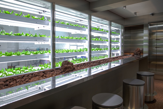 Basil and romain lettuce grown at Sikmulsung, a cafe near Shinsa-dong, southern Seoul. [N.THING]