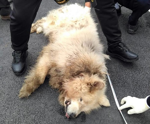 Police inspect the dog which bit and killed a woman in Namyangju, Gyeonggi, on Sunday. [YONHAP]
