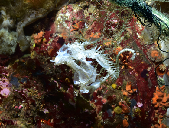 Bones of a fish that died while entangled in a net in the waters off Korea's coast. [KIM HYE-JIN, TEAM BOOSTER]