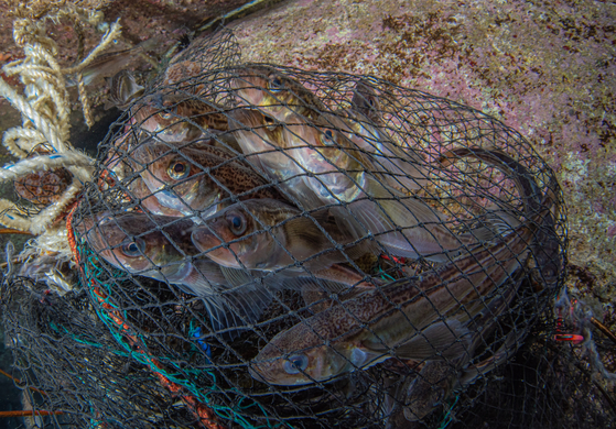 A school of sandfish trapped in a net in the sea off the coast of Goseong County, Gangwon, in December 2020. [KIM HYE-JIN, TEAM BOOSTER]