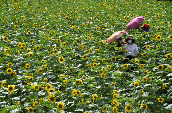Tourists with parasols roam a field of sunflowers in Geochang County, South Gyeongsang, on Wednesday. [NEWS1]