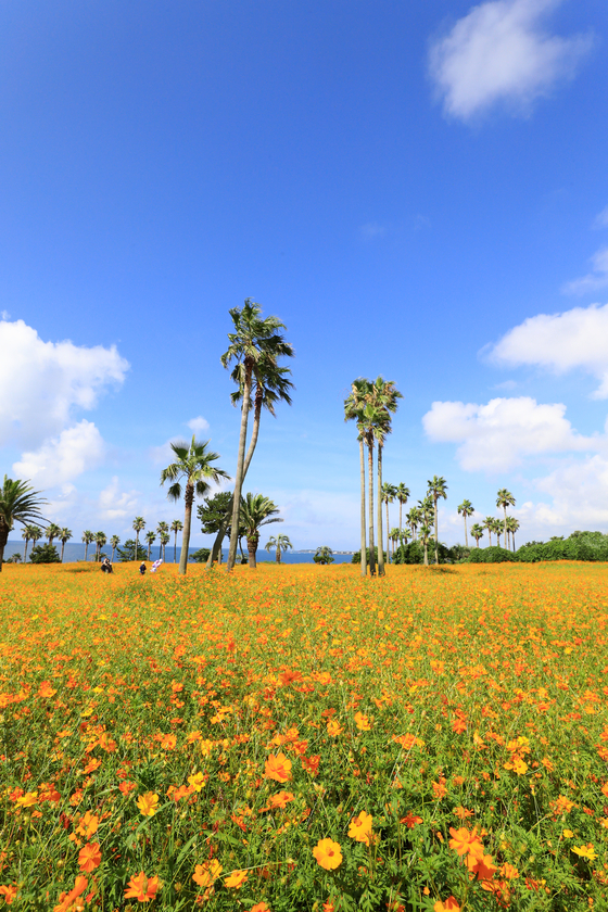Visitors at the Sono Calm Jeju Hotel & Resorts in Seogwipo, Jeju, enjoy the scenic view of a garden filled with yellow cosmos flowers on Wednesday. [YONHAP]