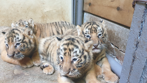 Four of five newly-born tiger cubs lie together at Everland in Gyeonggi. Everland announced Thursday that a tigress gave birth to five cubs on July 26. The Siberian tiger, also called the Korean tiger, is an endangered species in Korea and a litter of five cubs is unusual. [YONHAP]
