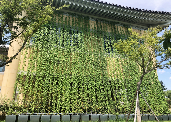 Green vines cover the exterior of the state-run agricultural technology center in Naju, South Jeolla as part of the city's Green Curtain project. Vines on the exterior of buildings lower the temperature and reduce the need for air conditioning, which consumes a lot of energy, according to the city. During testing, the part of the building covered in vines was found to be eight degrees cooler than the rest of the building. [YONHAP]