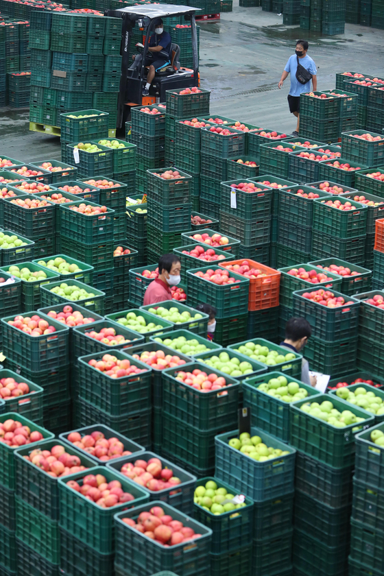 Newly harvested apples are put up for auction at Garak Market in Songpa District, southern Seoul, on Wednesday. The apples are in season before the Chuseok holiday. [YONHAP] 