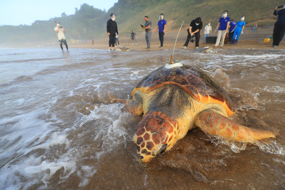 Workers from Hanhwa Aqua Planet, an aquarium in Jeju Island, release six artificially-born or rescued sea turtles into the sea at a beach in Seogwipo, Jeju, during the Sea Turtle Release Event on Thursday. Hosted by the Ministry of Oceans and Fisheries, the event works to save the endangered sea turtles. [YONHAP]