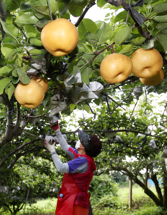 A farmer picks pears from a tree in Naju, South Jeolla, on Wednesday. Pears are being harvested nationwide ahead of the Chuseok holiday, which falls on Sept. 21. [YONHAP] 