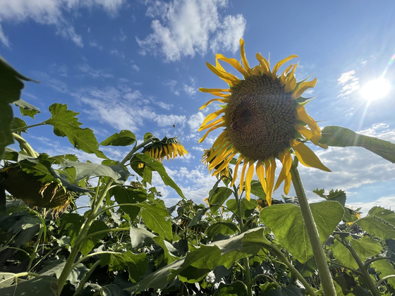 Horogoru Fortress in Yeoncheon County in Gyeonggi is popular thanks to its field of sunflowers. [LEE SUN-MIN]