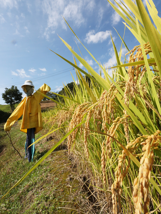 A scarecrow stands in the middle of a rice paddy in Jinan County, North Jeolla, on Thursday, also known as Chubun. Chubun, or the Autumnal Equinox, is a day on the lunar calendar when the day and night are equal in length, marking the beginning of fall. [YONHAP] 