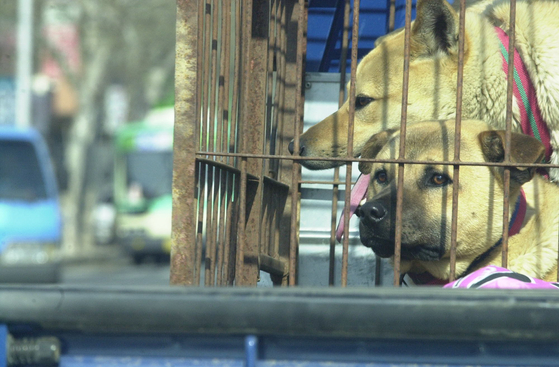 Dogs in a cage being transported in Daegu in this file photo in July 2017. [CHO MUN-KYU] 
